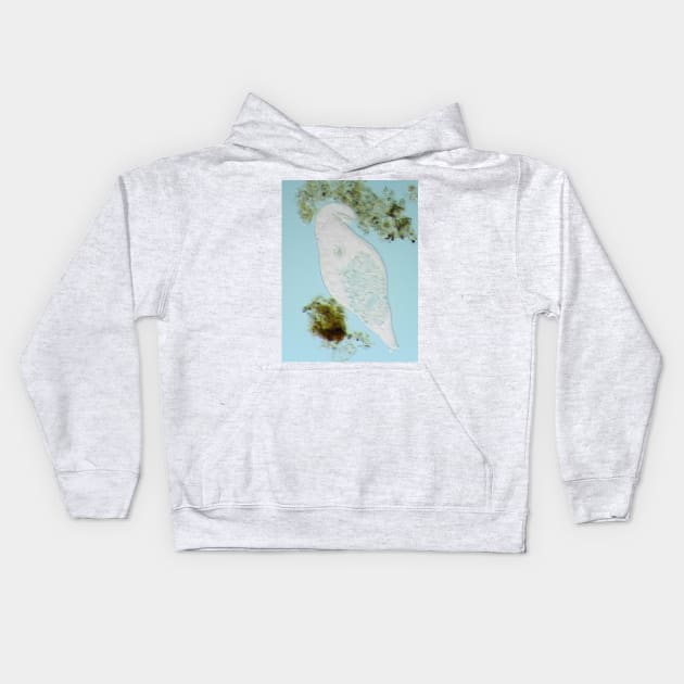 Bdelloid rotifer under the microscope Kids Hoodie by SDym Photography